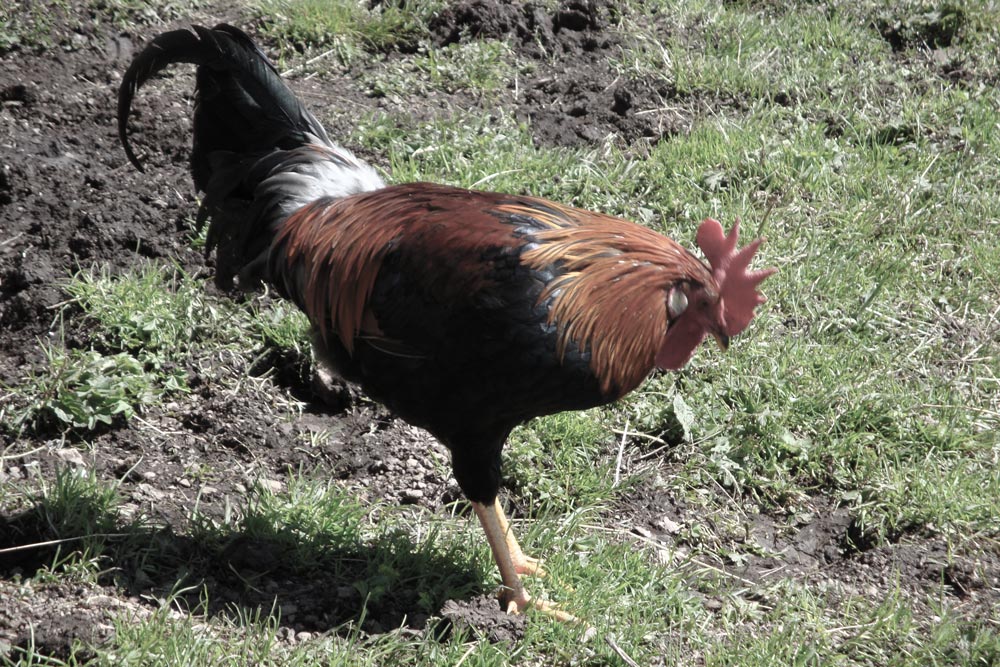 Farm in Fiè allo Sciliar, Bolzano, rooster