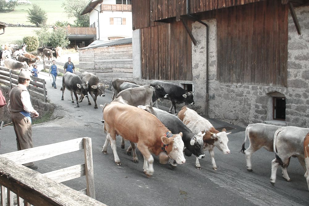 Urlaub in Völs am Schlern, Südtirol, Almabtrieb