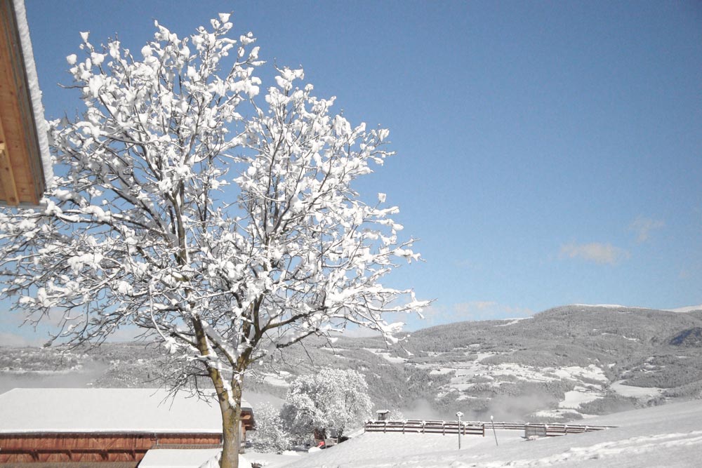 Baum beim Platzerhof im Winter