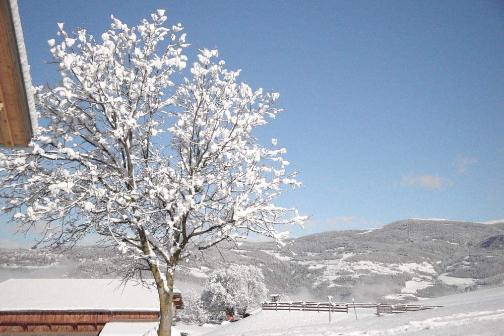 Albero in inverno al maso Platzer