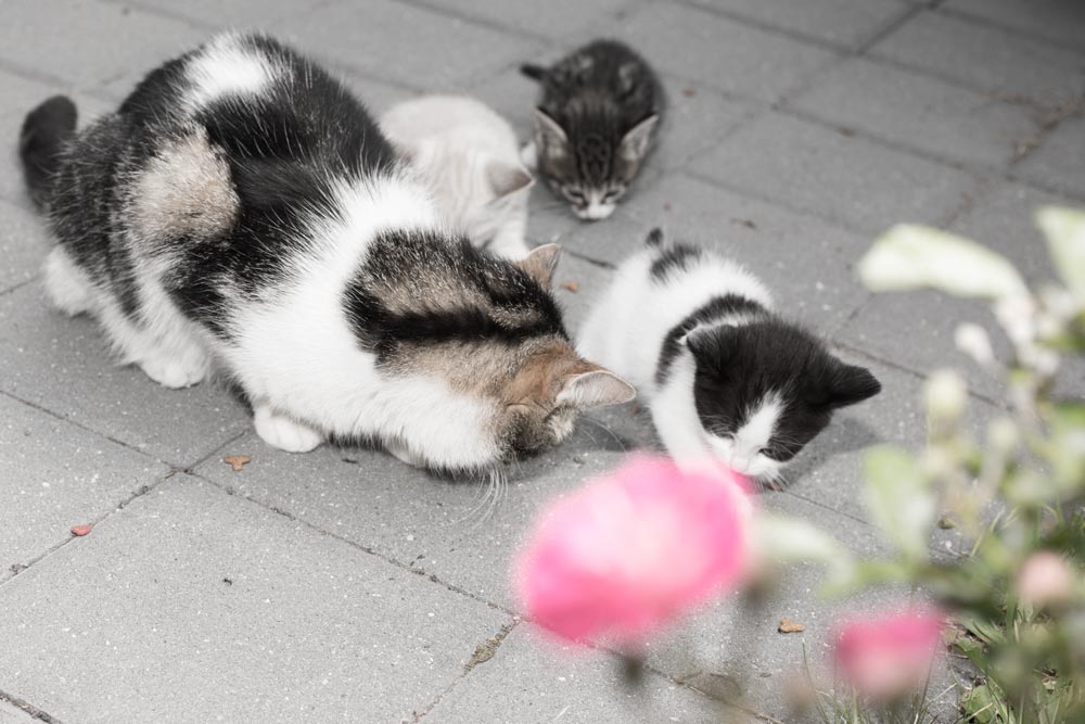 Urlaub auf dem Bauernhof in Völs am Schlern, Südtirol, Katzenfamilie