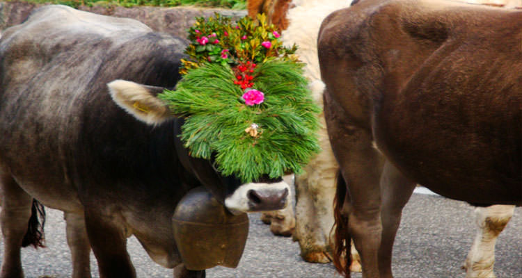 Ferie sul maso a Fiè allo Sciliar, Alto Adige, vacche
