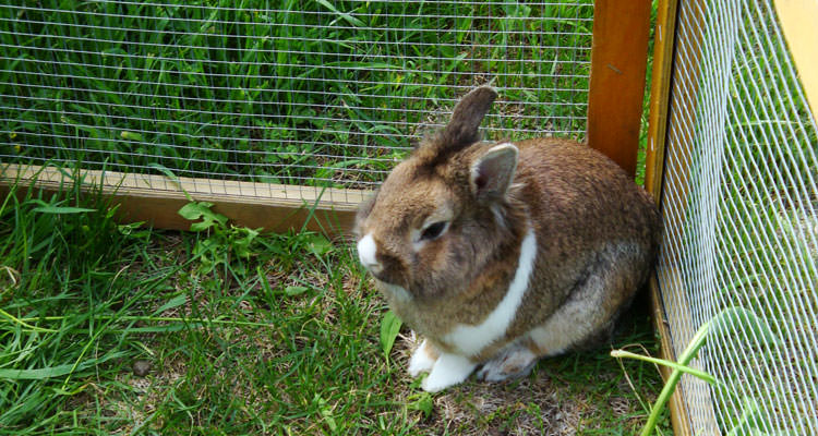 Urlaub auf dem Bauernhof in Völs am Schlern, Südtirol, Hase