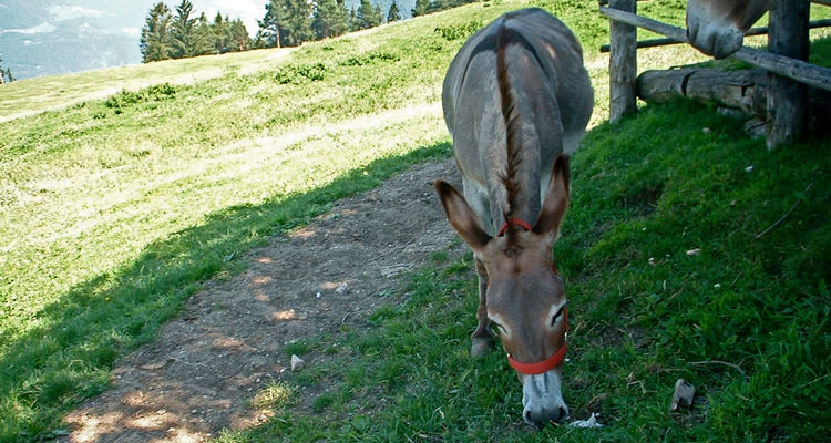 Holidays on the farm in Völs am Schlern, Southtyrol, donkey