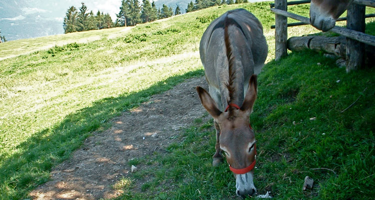 Vacance sul maso a Fiè allo Sciliar, Bolzano, asino