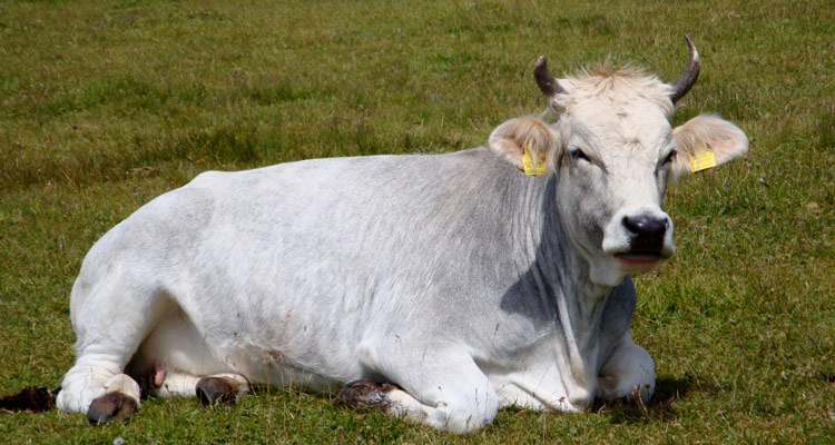 Farm in Völs am Schlern, South Tirol, cow