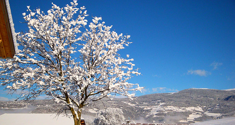 Winterurlaub in Südtirol, Baum
