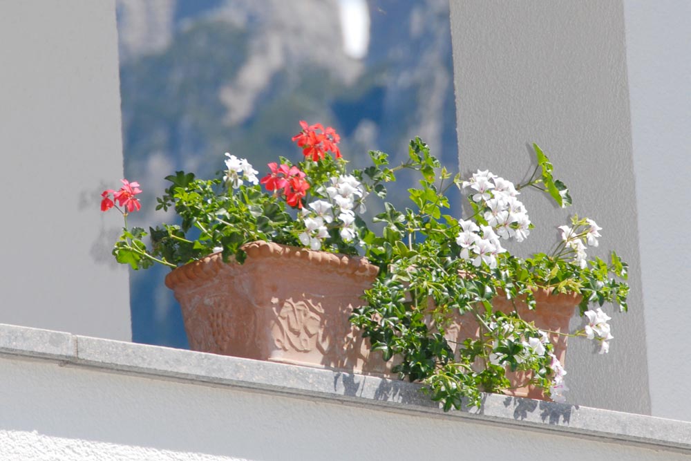 Urlaub auf dem Bauernhof, Blumen