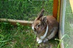 Animali